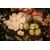 "Natura morta di fiori e frutta"