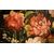 "Natura morta di fiori e frutta"