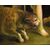 Bacco , Venere e Arianna