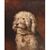 DIPINTI ANTICHI, RITRATTI DI CANI, BARBONCINO, OLIO SU TELA, EPOCA FINE OTTOCENTO.  (QA656)