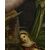 XVII secolo, Annunciazione