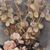 QUADRI ANTICHI, ART DECO, NATURA MORTA CON FIORI DI ROSE BIANCHE, OLIO SU TELA, XX SECOLO. (QF664)