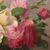 DIPINTI ANTICHI CON FIORI DI ROSE ROSA, NATURE MORTE, OLIO SU TELA, PRIMI DEL NOVECENTO. (QF665)