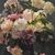 DIPINTI ANTICHI DI FIORI, NATURE MORTE CON PEONIE, OLIO SU TELA, EPOCA OTTOCENTO. (QF673)