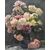 DIPINTI ANTICHI DI FIORI, NATURE MORTE CON PEONIE, OLIO SU TELA, EPOCA OTTOCENTO. (QF673)