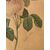 Disegnatore europeo (datato 1828) - La rosa.