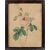 Disegnatore europeo (datato 1828) - La rosa.