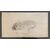 Leonessa - Disegno Atelier de Brunet-Houard (1827-1922)