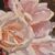 QUADRI ANTICHI, NATURA MORTA CON FIORI DI ROSE ROSSE E BIANCHE RECISE, OLIO SU TELA, DELL'800. (QF678)