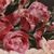 QUADRI ANTICHI, NATURA MORTA CON FIORI DI ROSE ROSSE E BIANCHE RECISE, OLIO SU TELA, DELL'800. (QF678)