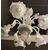 LAMP248 - Elegante lampadario in vetro di Murano, epoca '8/'900, misure diametro cm 80 x H 90
