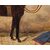 Emil Volkers (Birkenfeld, 1831 - Dusseldorf, 1905), attr., Coppia di cavalli