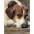 I cagnolini