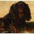 Pittore inglese (XIX sec.) - King Charles Cavalier Spaniel dog.