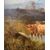 Pittore britannico (fine XIX sec.) - Paesaggio con Mandria di Highlanders al lago.