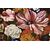 Still Life of Flowers