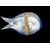 Fish-shaped glass box. Murano.