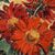 QUADRI ANTICHI, ART DECO, NATURA MORTA, FIORI DI MARGHERITE ROSSE, OLIO SU TELA, XX SECOLO. (QF690)