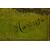 Large antique Spring-Summer landscape painting, also suitable as a sliding door - O/7362