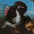 Maestro fiammingo (XVII sec.) - Natura viva con tacchino, anatre, gallo e coniglio.