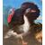 Maestro fiammingo (XVII sec.) - Natura viva con tacchino, anatre, gallo e coniglio.