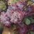 ANTIQUE FLOWER PAINTINGS, LILAC VASE, STILL LIFE, OIL ON CANVAS, ART NOUVEAU, EARLY 20TH CENTURY. (QF698)