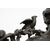 Antique patinated bronze sculpture depicting the "Nimphe de bois" signed "Louis Moreau" resting on a red Levanto marble base. France 19th century.