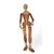 Articulated mannequin