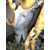 Versatoio in maiolica con manico a serpenti e mascherone e scena istoriata con il mito di Dafne.Manifattura di Angelo Minghetti,Bologna.