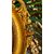 "Sorcière" mirror in gilded wood, 19th century "Sorcière" mirror in gilded wood, 19th century