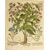 “Jasminum Indicum flore rubro & variegato”