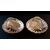 Pair of large Silverplate shells     