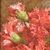 ANTIQUE PAINTINGS, STILL LIFE OF FLOWERS WITH RED CARNIVES, OIL ON CANVAS, DELL 800. (QF406)     