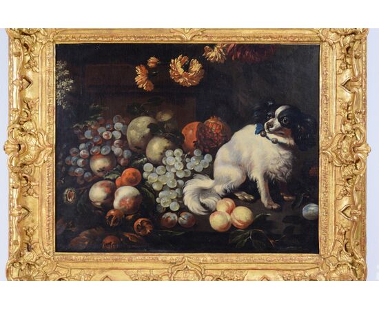 Ritratto di cane con composizione di frutta, pittore del XVII secolo, cornice in legno scolpito e dorato