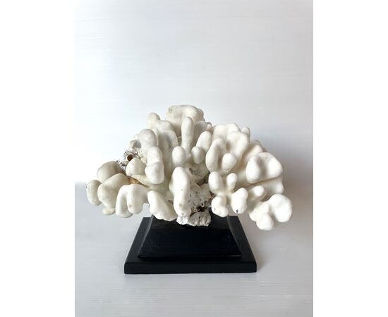 Corallo cauliflower bianco - Pocillopora eydouxi
