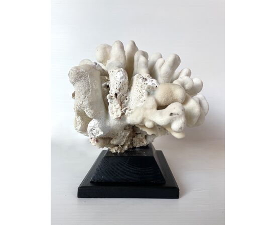 Corallo cauliflower bianco - Pocillopora eydouxi