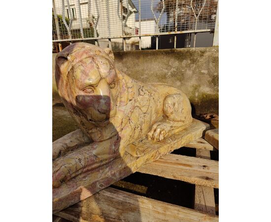 Maestosa coppia di leoni in marmo lumachella - 59 x H 33 cm