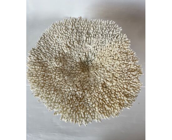 Corallo bianco "Acropora Latistella"
