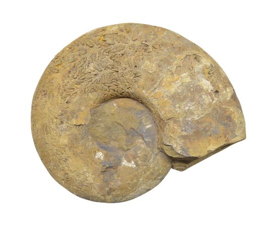 Grande Ammonite Fossile del Madagascar - O/6416 -