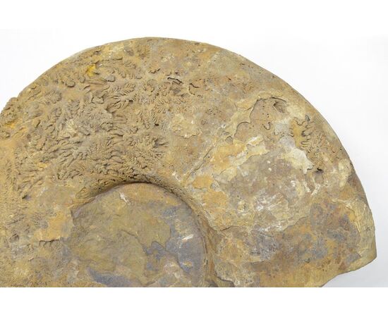 Grande Ammonite Fossile del Madagascar - O/6416 -