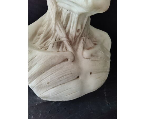 Busto Anatomico finemente definito dal Modello di Houdon - H 60 cm - Marmo di Carrara 