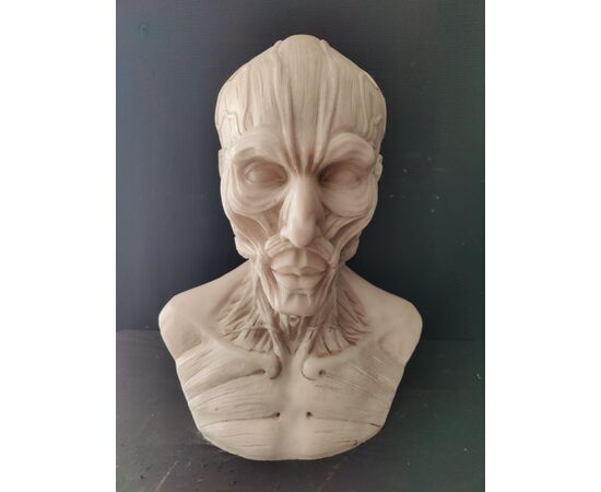 Busto Anatomico finemente definito dal Modello di Houdon - H 60 cm - Marmo di Carrara 
