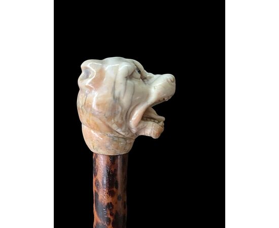 Bastone con pomolo in avorio raffigurante testa di cane molosso.