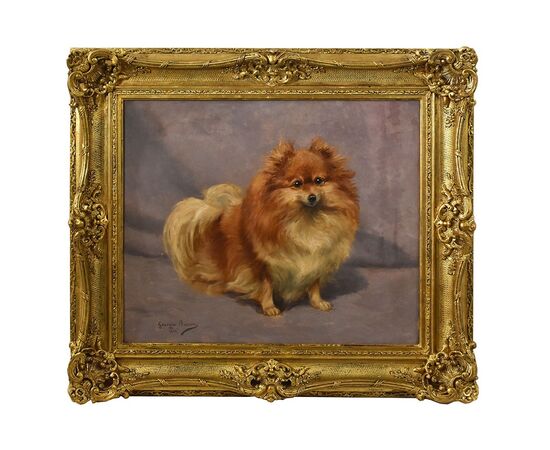 DIPINTI ANTICHI, RITRATTI DI CANI, CANE DI RAZZA POMERIANA, EPOCA NOVECENTO. (QA587)