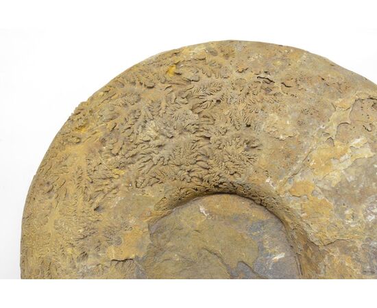 Grande Ammonite Fossile del Madagascar - O/6416 -