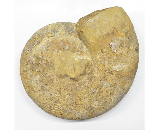 Grande Ammonite Fossile del Madagascar - O/6416 -