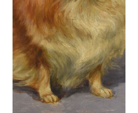 DIPINTI ANTICHI, RITRATTI DI CANI, CANE DI RAZZA POMERIANA, EPOCA NOVECENTO. (QA587)