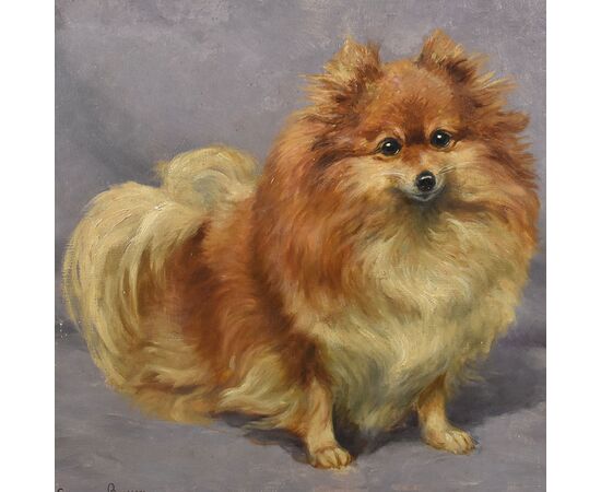 DIPINTI ANTICHI, RITRATTI DI CANI, CANE DI RAZZA POMERIANA, EPOCA NOVECENTO. (QA587)