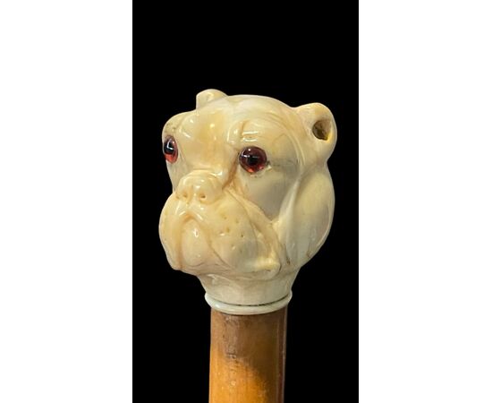 Bastone con pomolo in avorio raffigurante testa di cane bulldog.