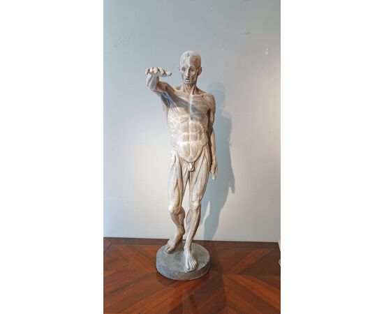 SCULTURA DI MODELLO ANATOMICO MUSCOLARE XIX SECOLO